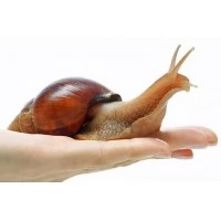 Чим корисна косметика з муцином равлика Чим корисна косметика з муцином равлика